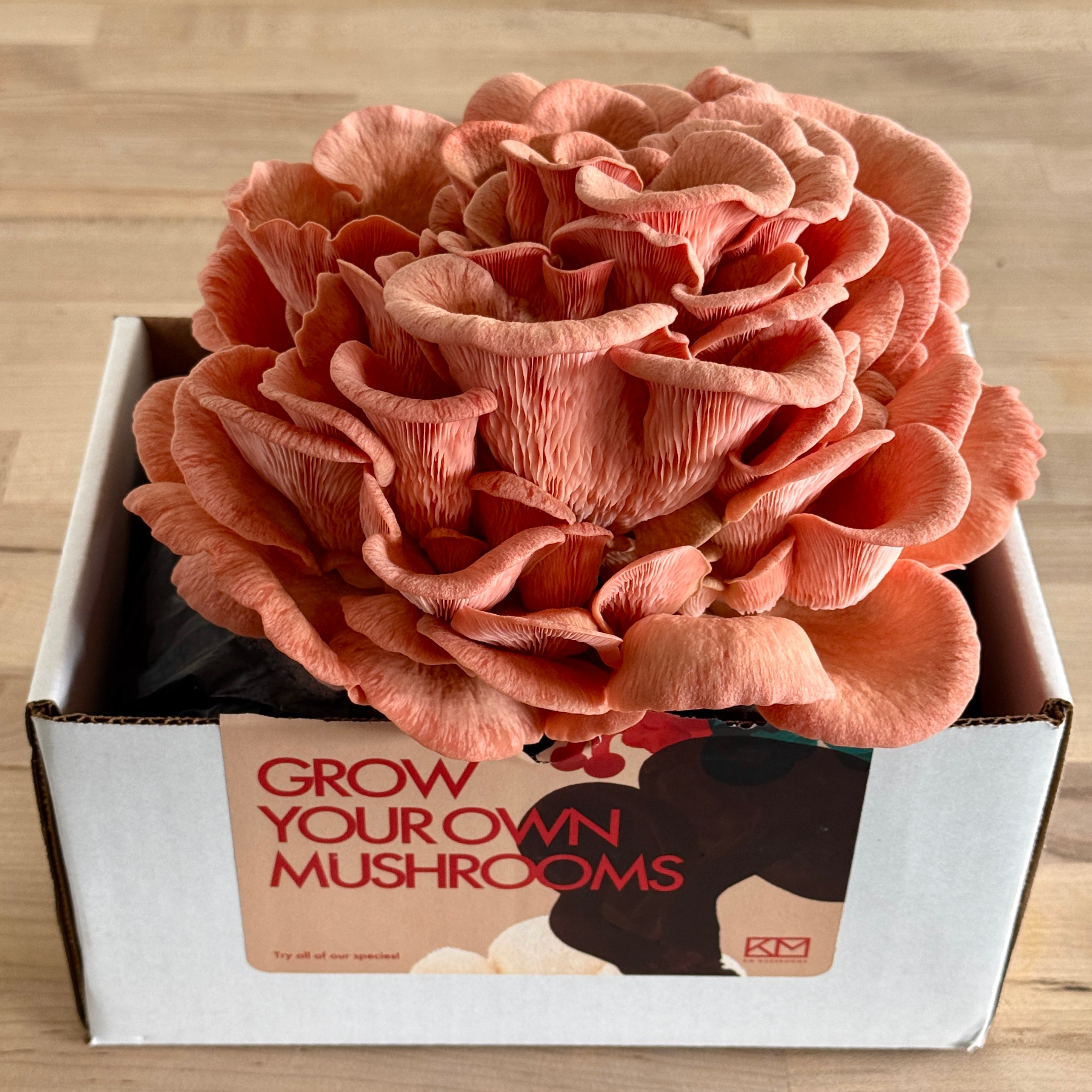 KM Mushroom Growing Kit | Buy Online | Preserved Oakland
