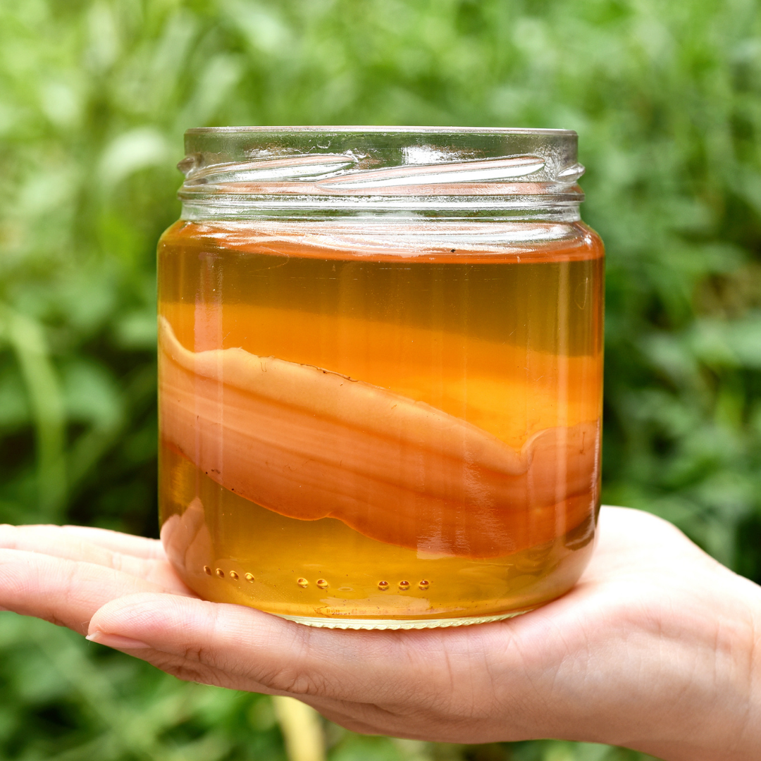 Your New Kombucha SCOBY