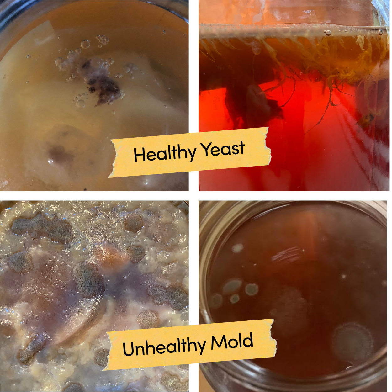 2 images of healthy yeast kombucha and 2 images of mold