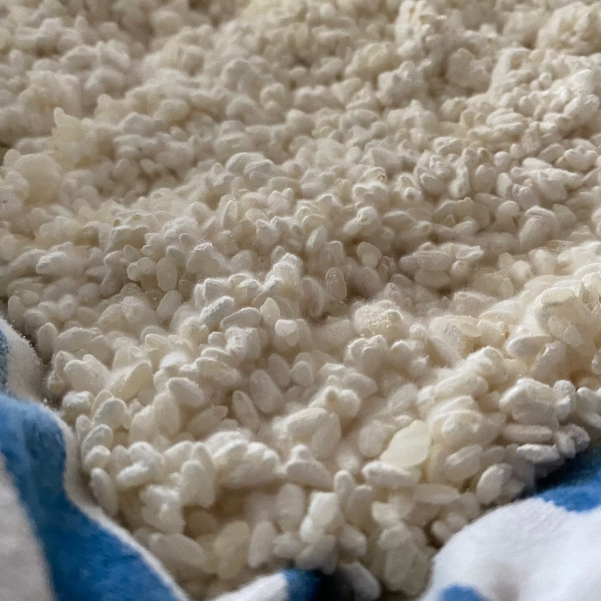 Koji
