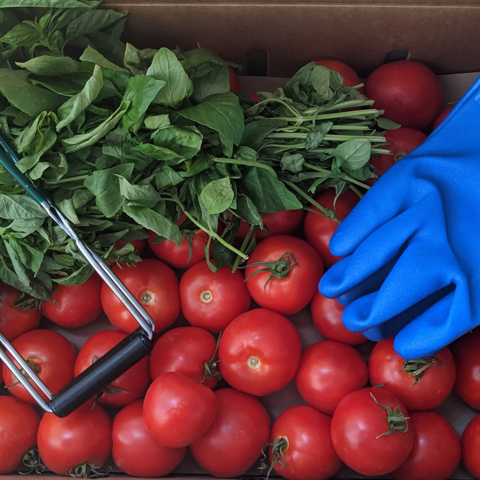 Canned Crushed Tomatoes