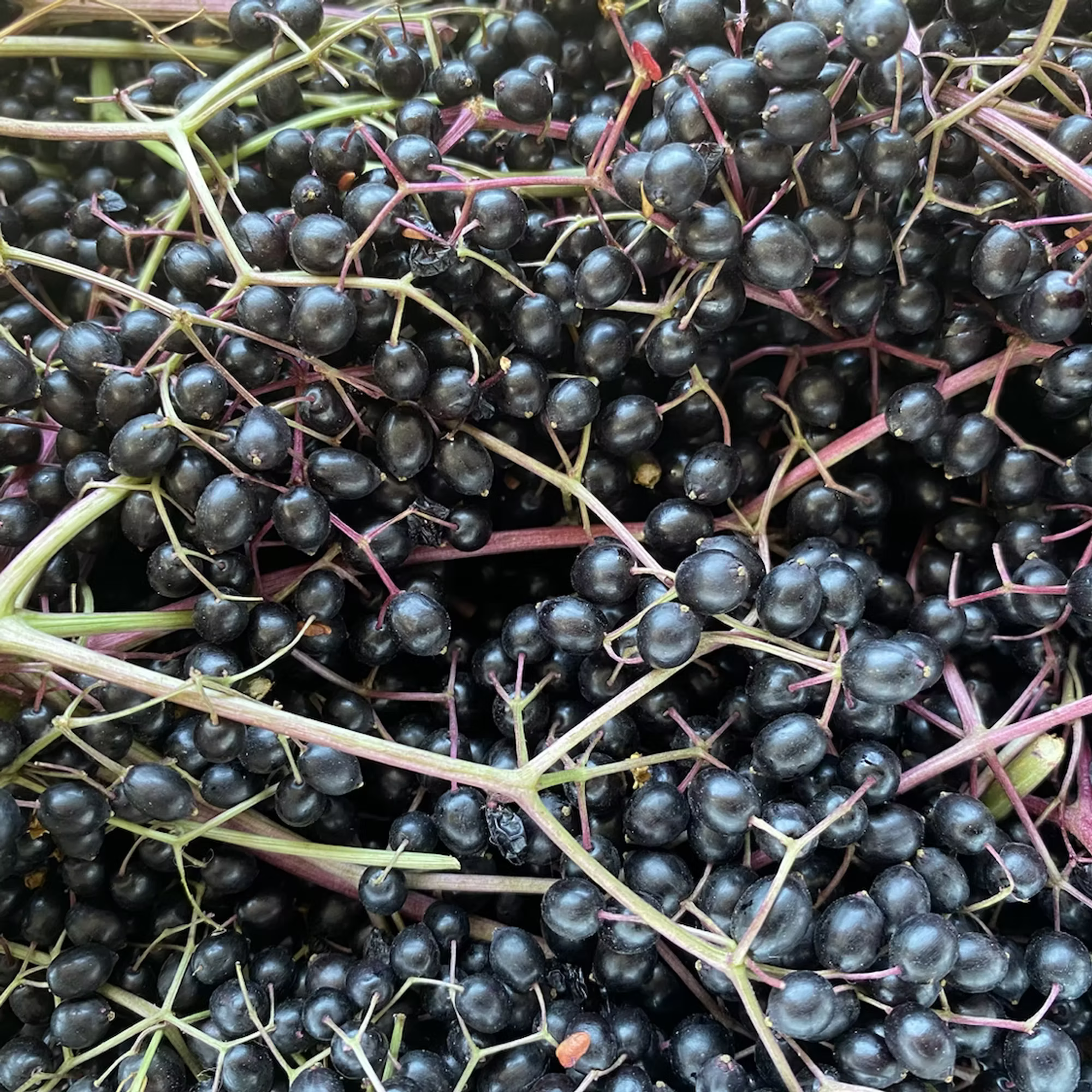 Elderberry Soda