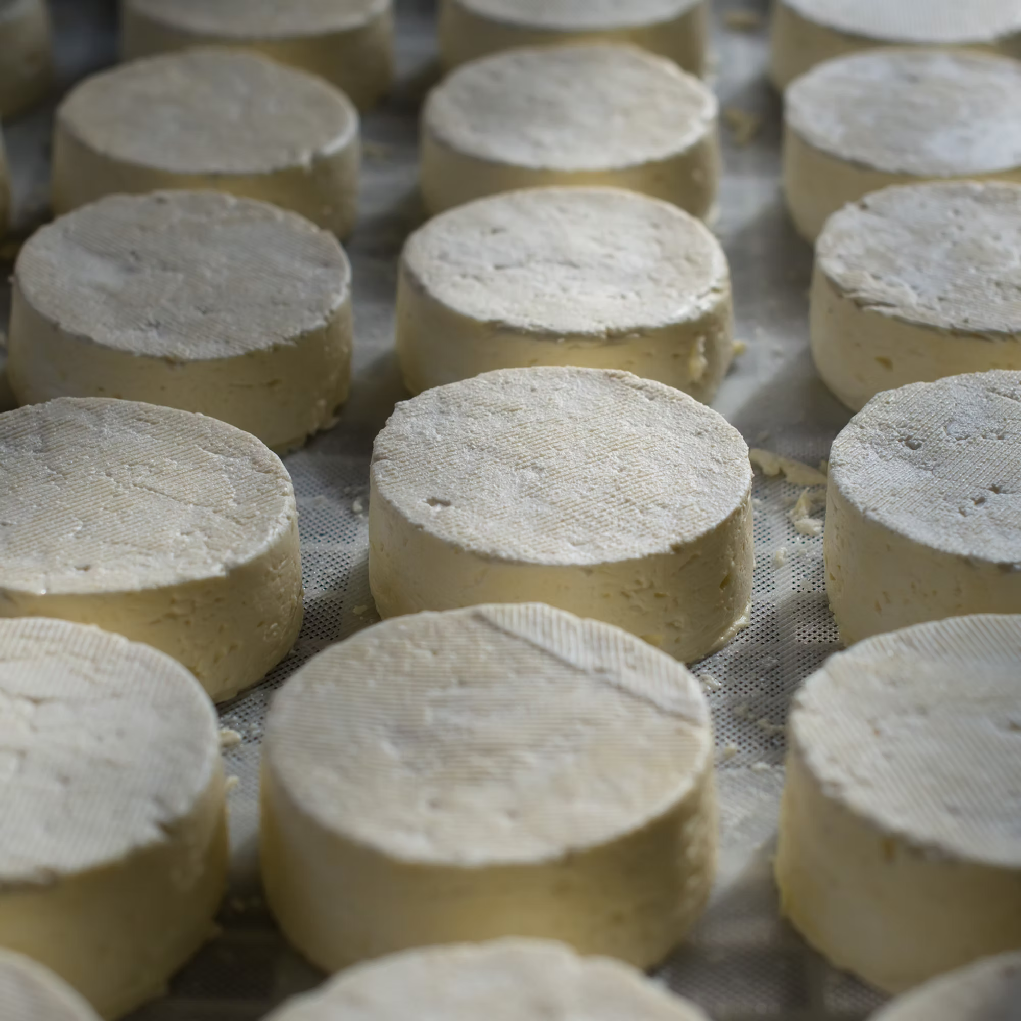 Aging Cheese Without A Cave